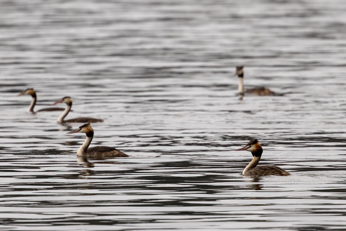 Great Crested Grebe - ML645704542