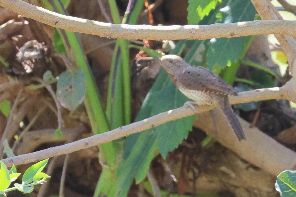 Red-throated Wryneck - ML645704554
