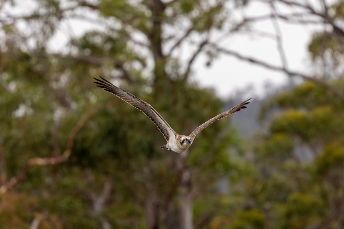 Osprey - ML645704555