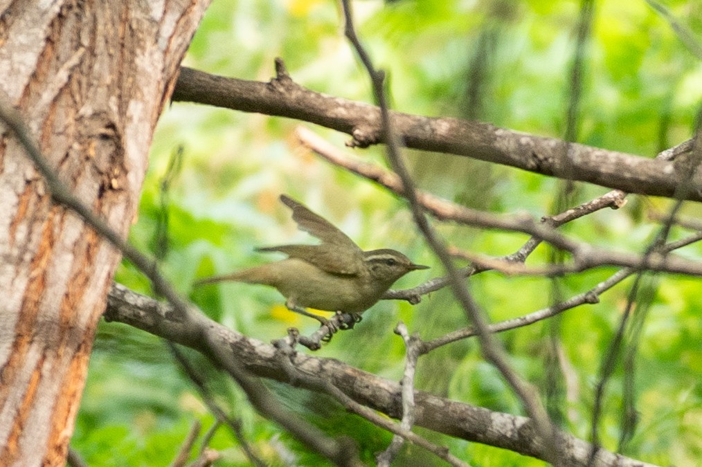 Tytler's Leaf Warbler - ML645704563