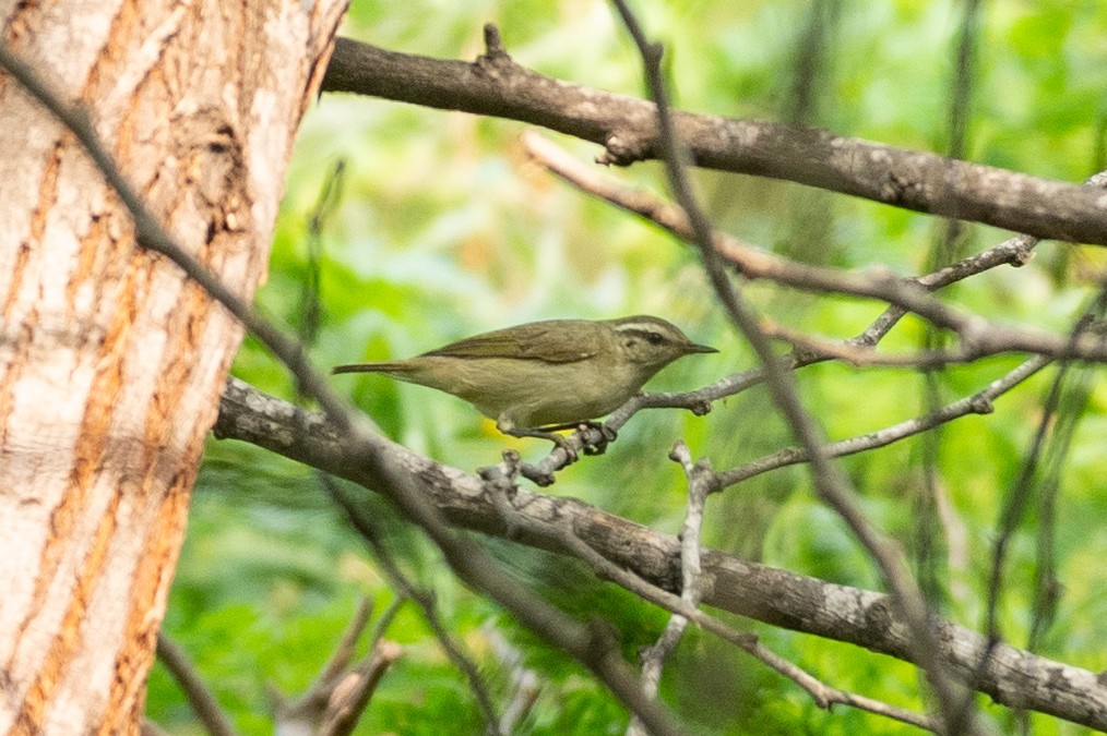 Tytler's Leaf Warbler - ML645704564