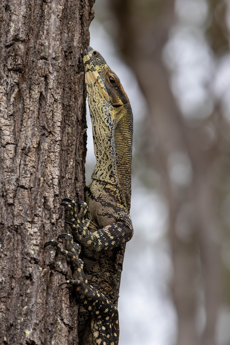 Animals - ML645704569