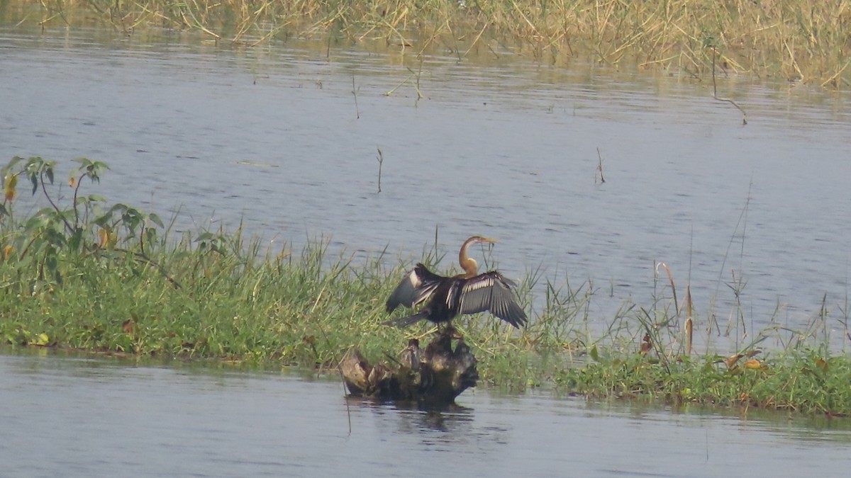 Oriental Darter - ML645704574