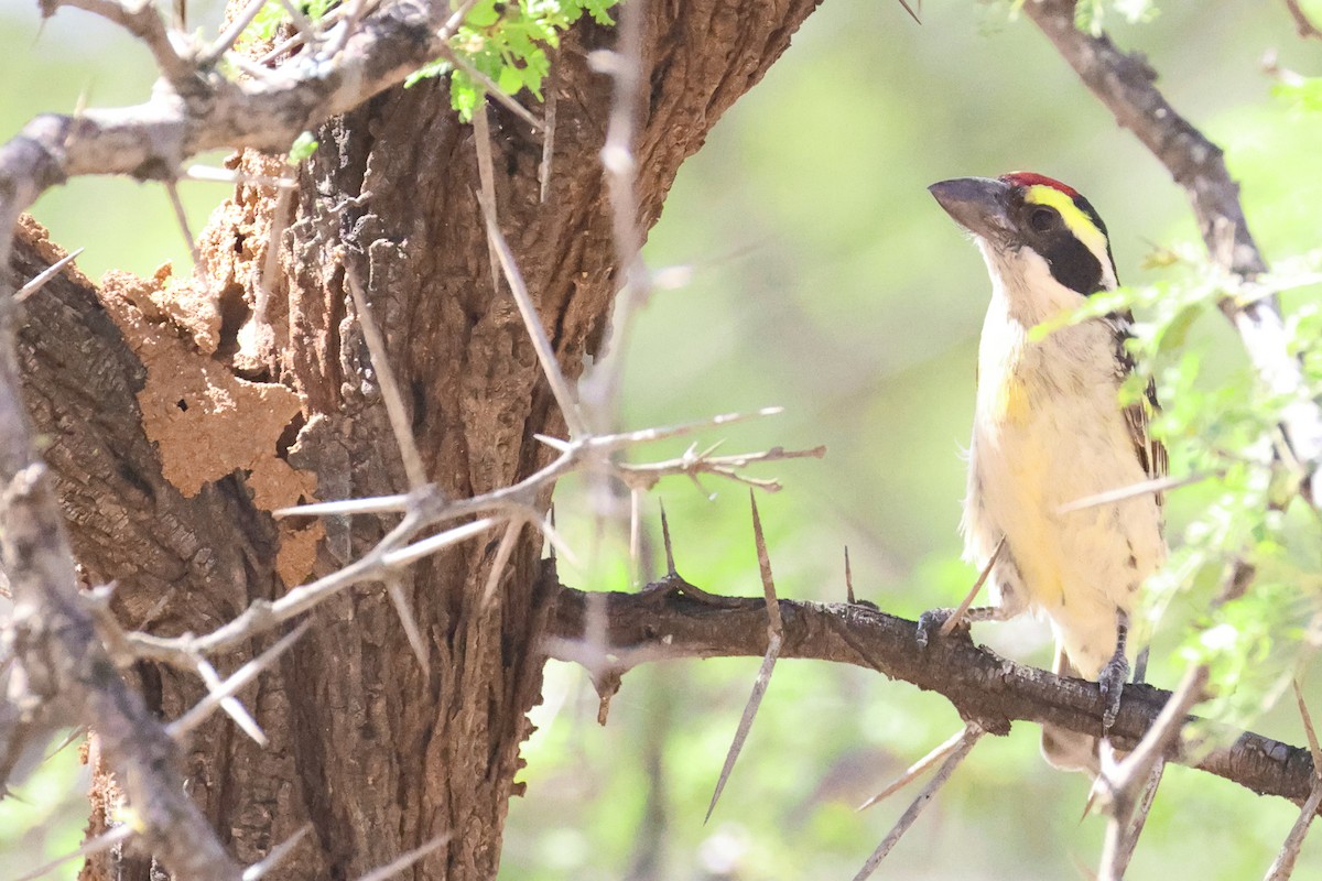 Red-fronted Barbet - ML645704575