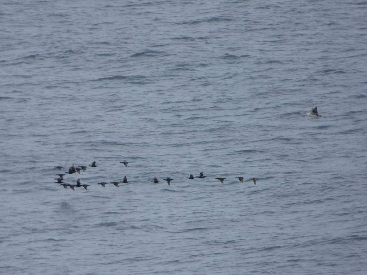 Common Scoter - ML645704578