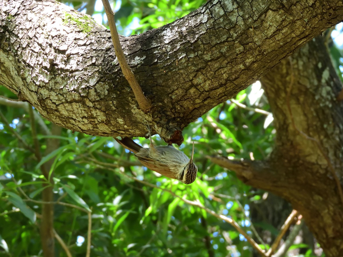 Narrow-billed Woodcreeper - ML645704579