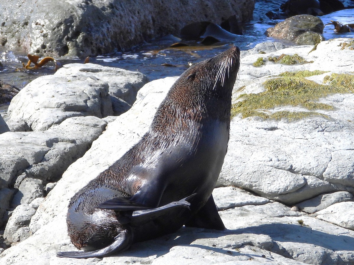 Long-nosed Fur Seal - ML645704591