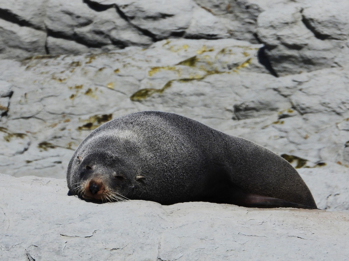 Long-nosed Fur Seal - ML645704592