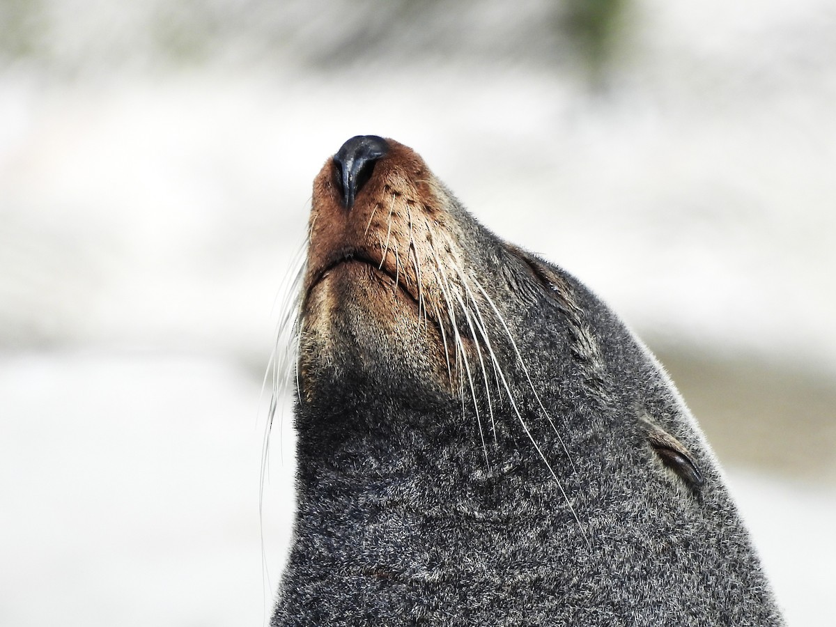 Long-nosed Fur Seal - ML645704593