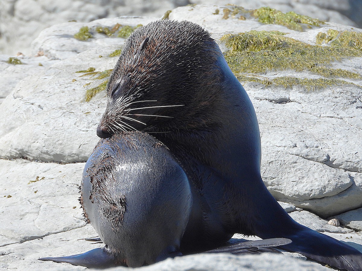 Long-nosed Fur Seal - ML645704594