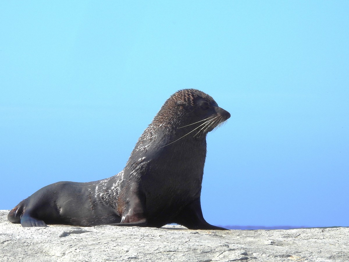 Long-nosed Fur Seal - ML645704595