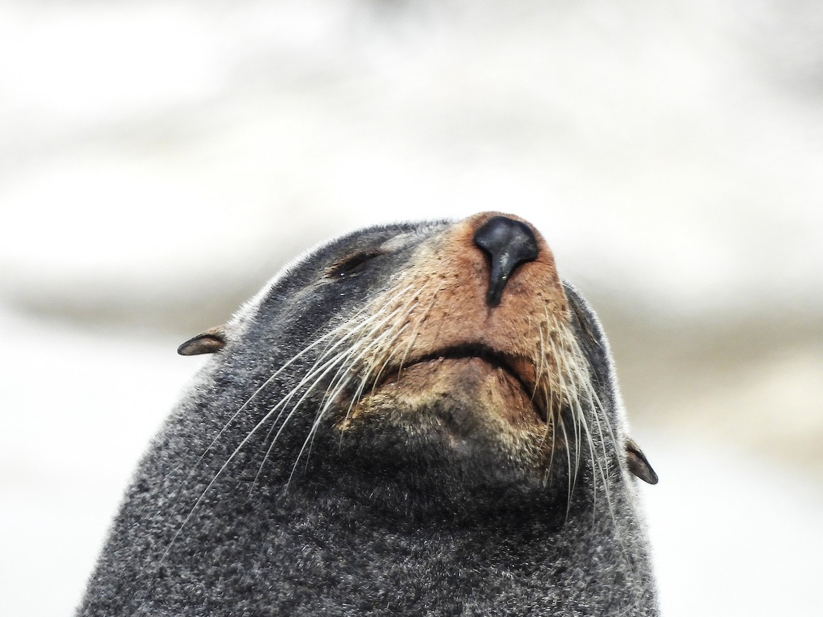 Long-nosed Fur Seal - ML645704596