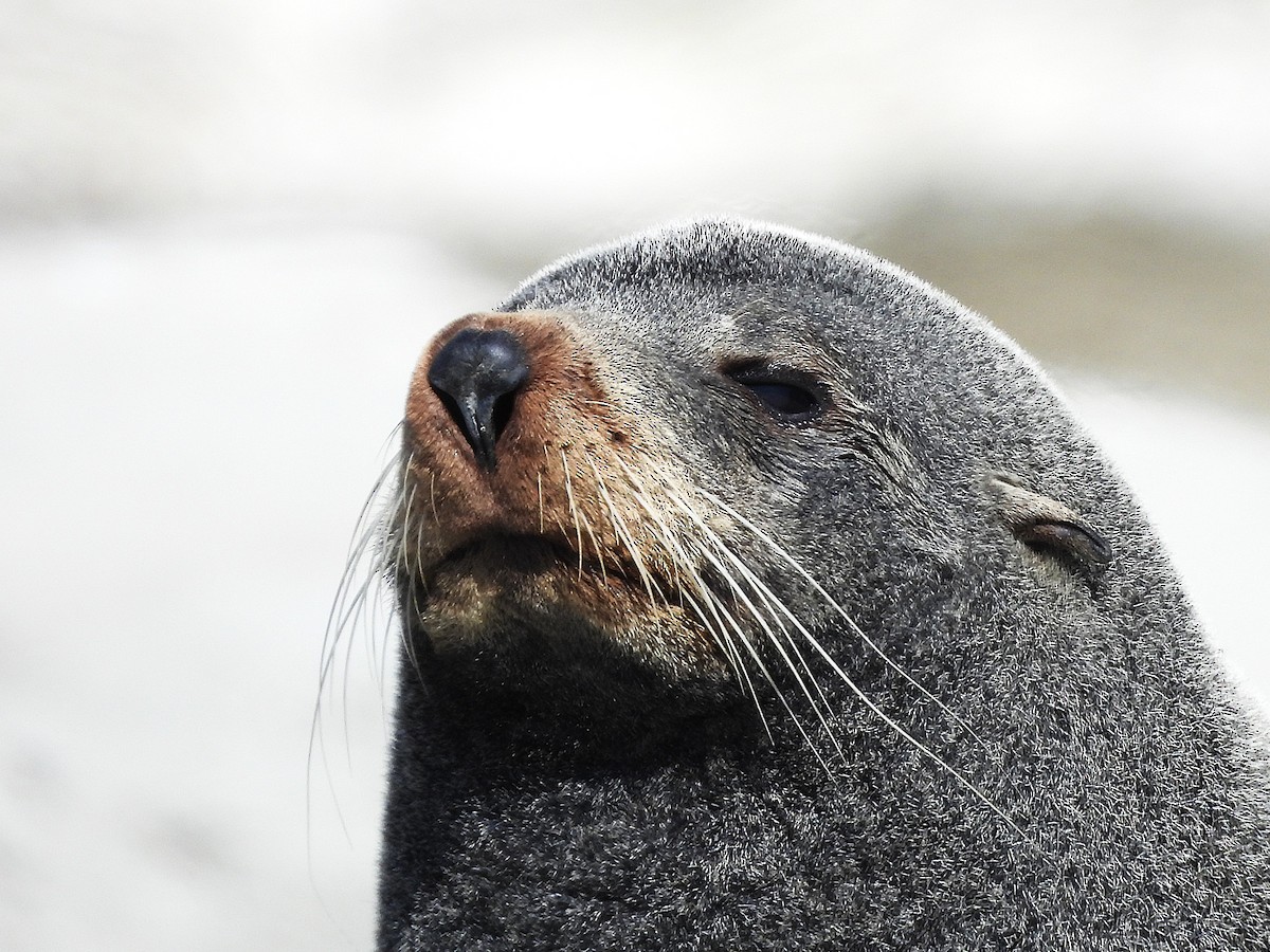 Long-nosed Fur Seal - ML645704597