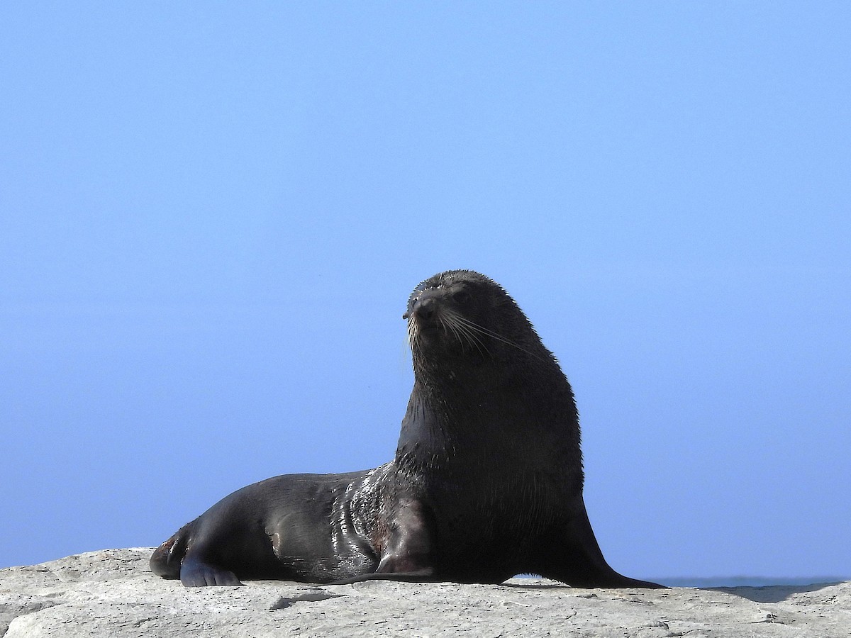 Long-nosed Fur Seal - ML645704599