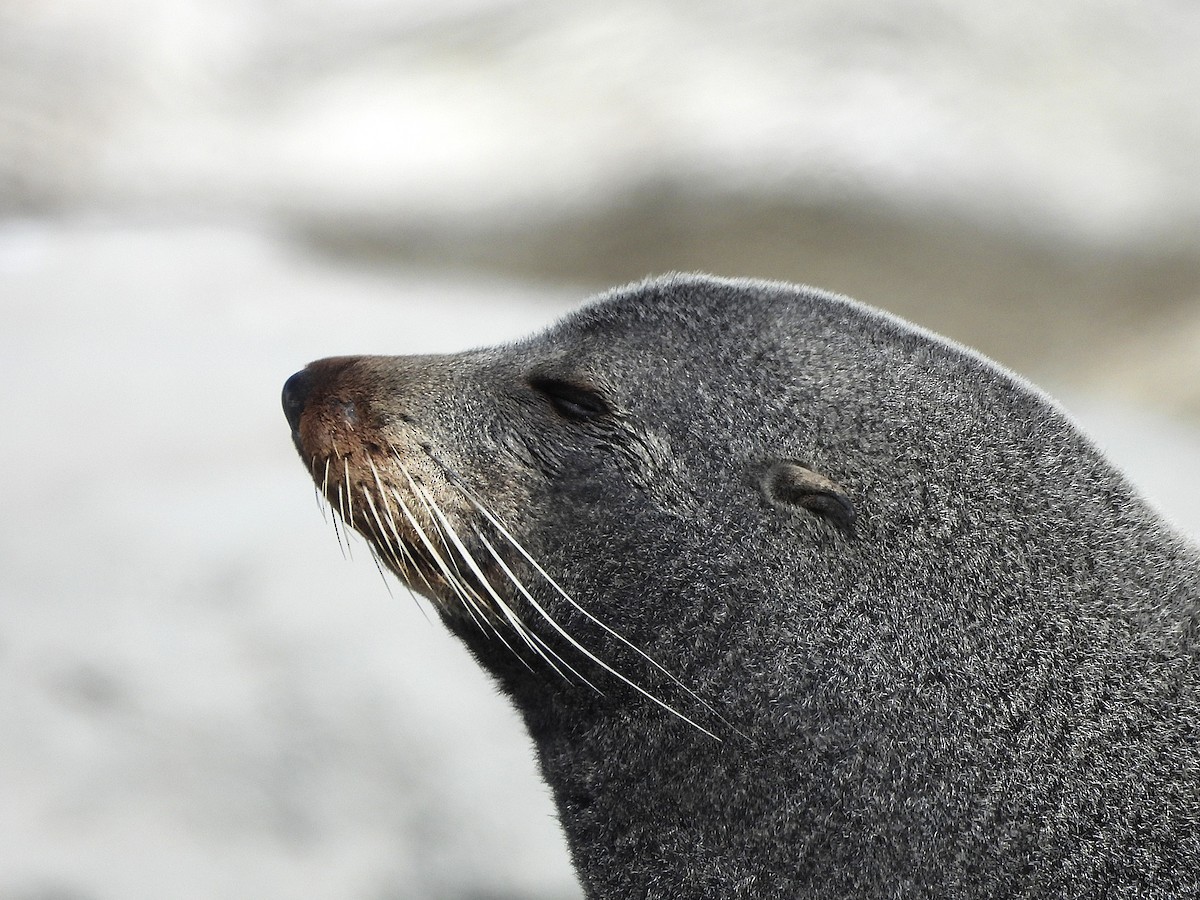 Long-nosed Fur Seal - ML645704600