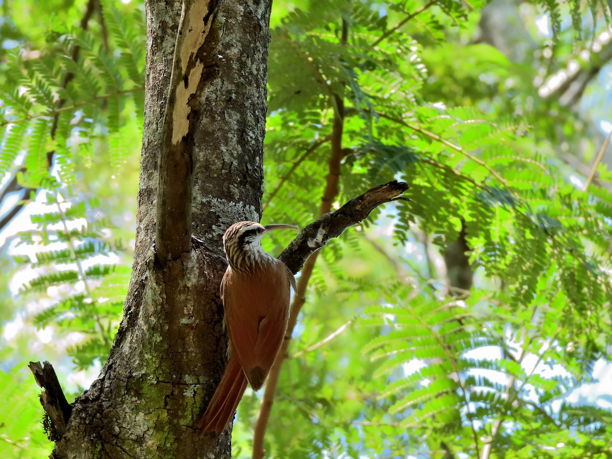 Narrow-billed Woodcreeper - ML645704606
