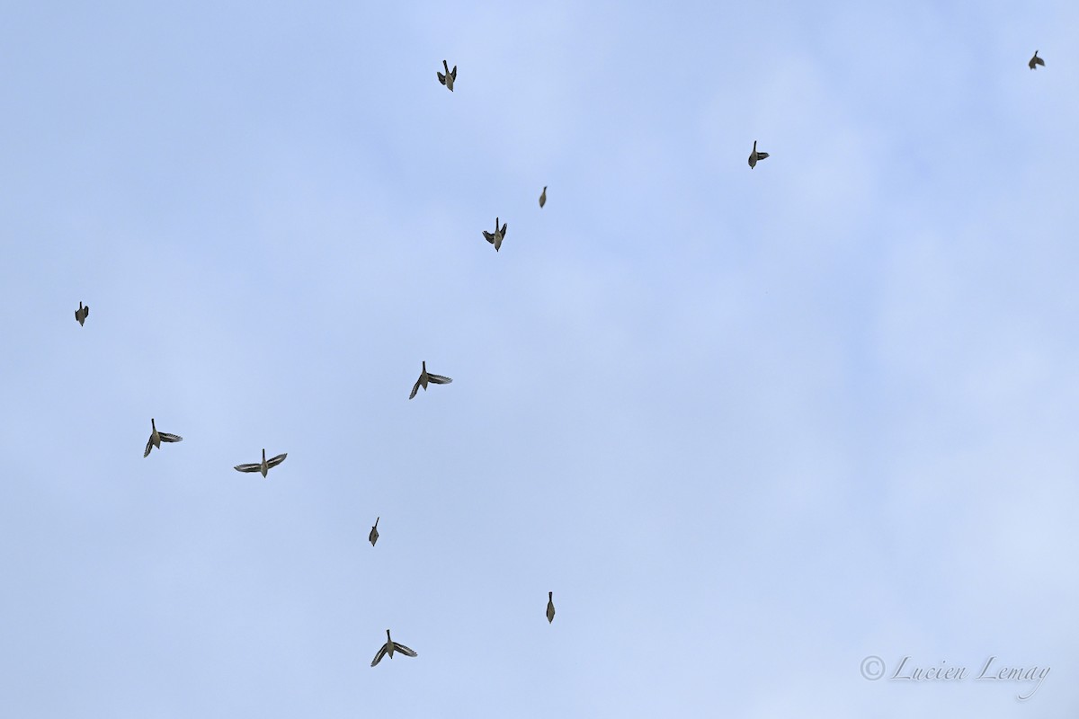 Ashy Minivet - ML645704609