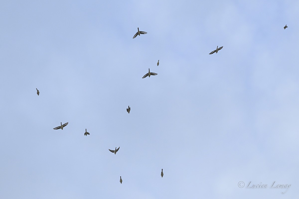 Ashy Minivet - ML645704610