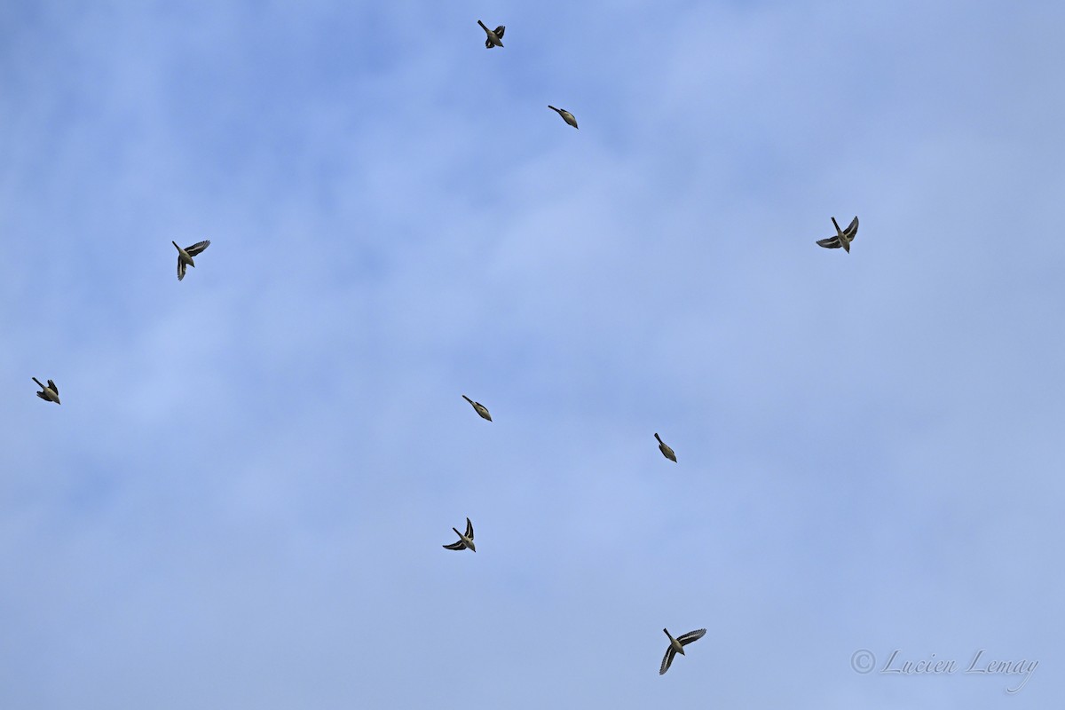 Ashy Minivet - ML645704617