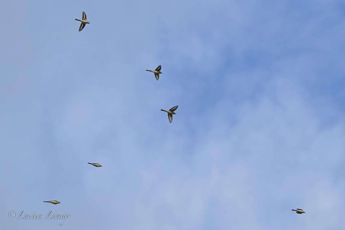 Ashy Minivet - ML645704620