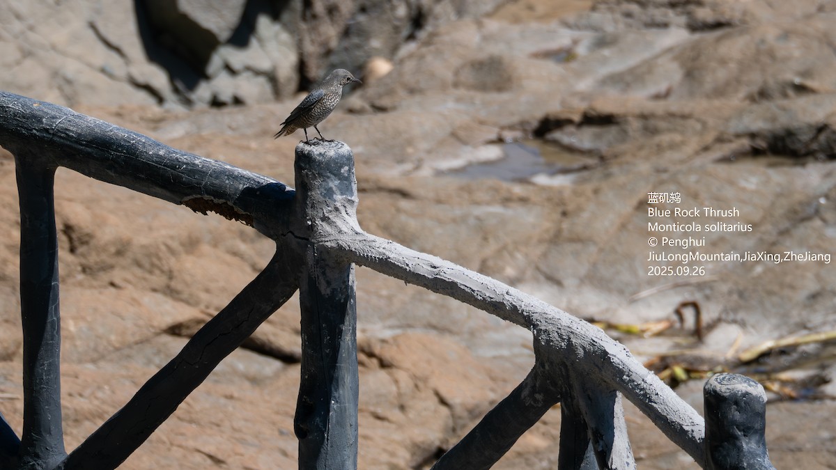 Blue Rock-Thrush - ML645704622