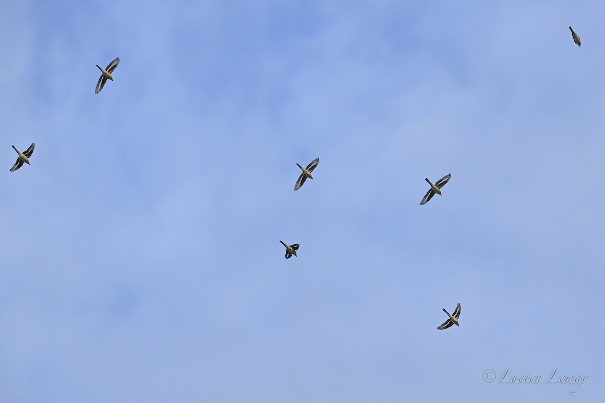 Ashy Minivet - ML645704624