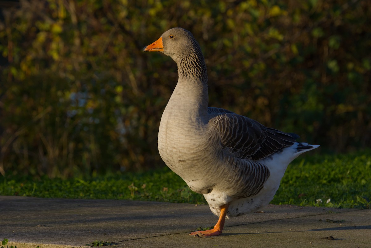 Graylag Goose (Domestic type) - ML645704637
