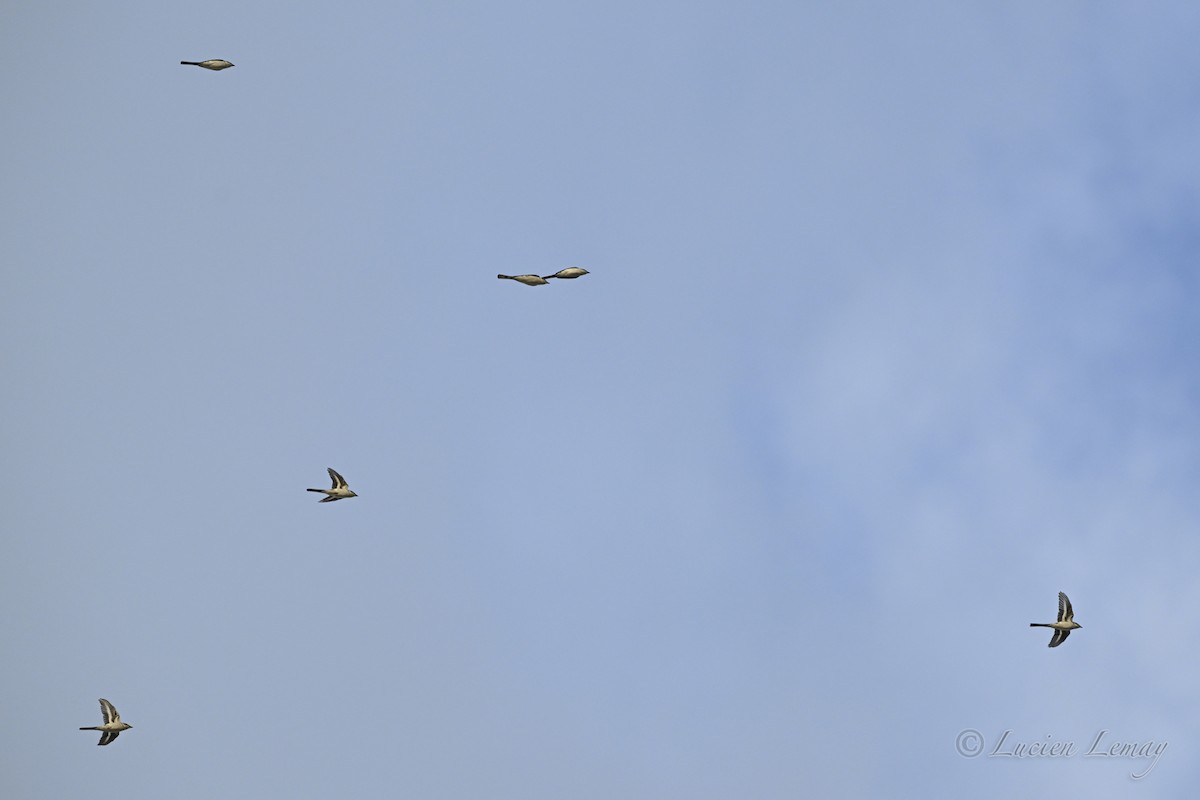 Ashy Minivet - ML645704645