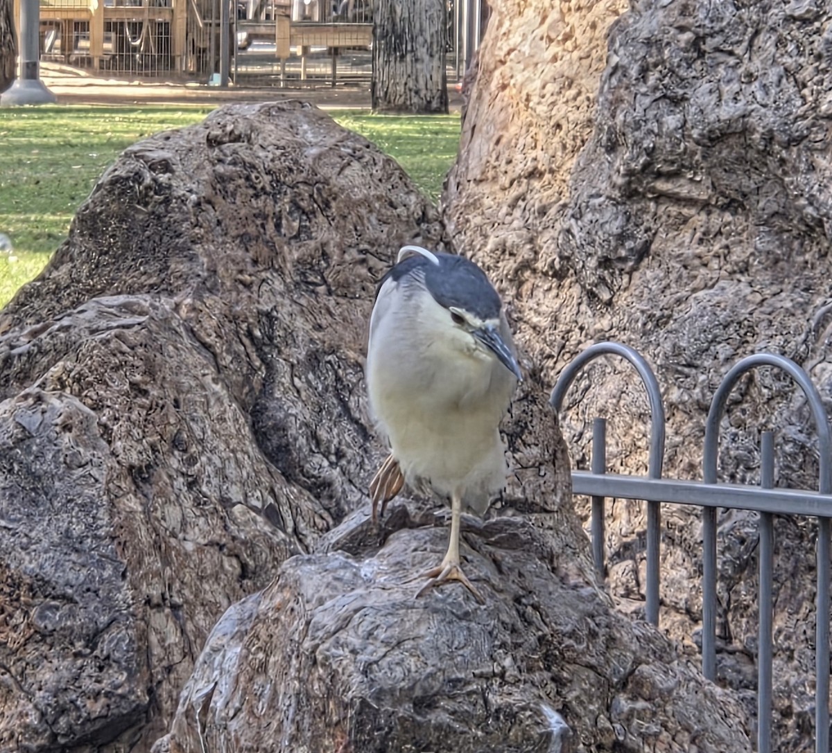 Black-crowned Night Heron - ML645704646