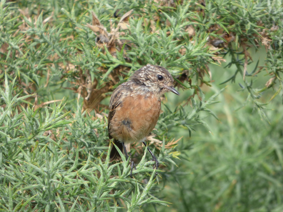 European Stonechat - ML645704647