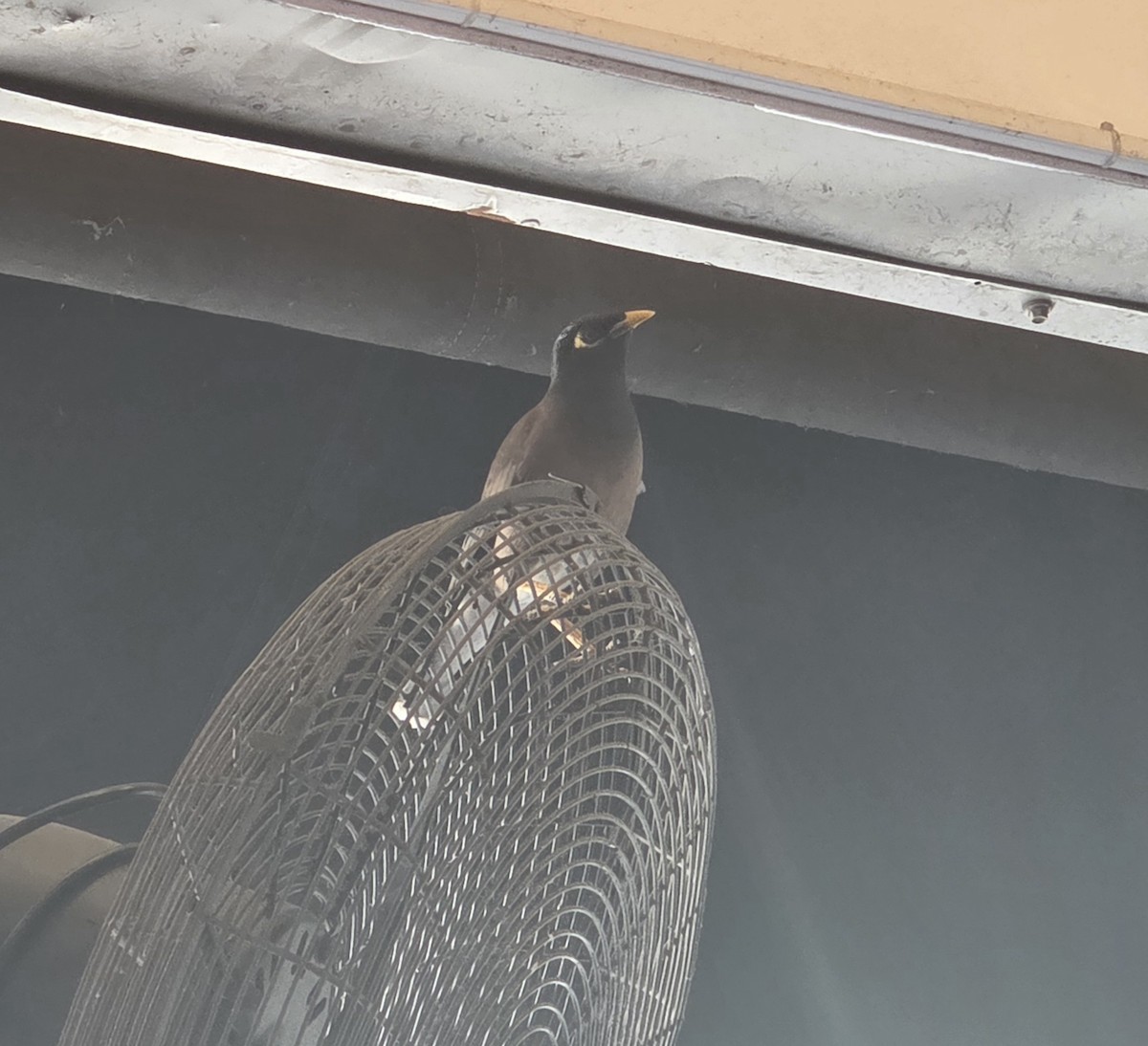 Common Myna - ML645704651