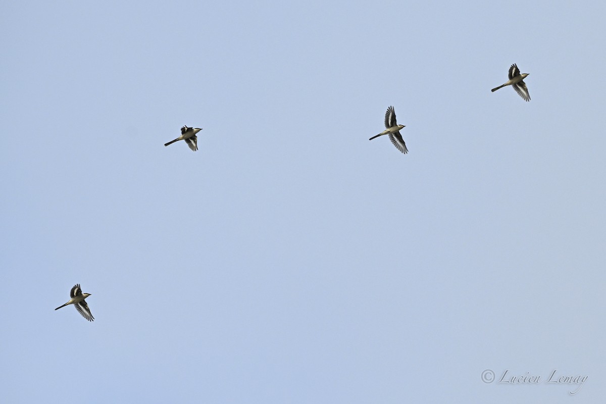 Ashy Minivet - ML645704654