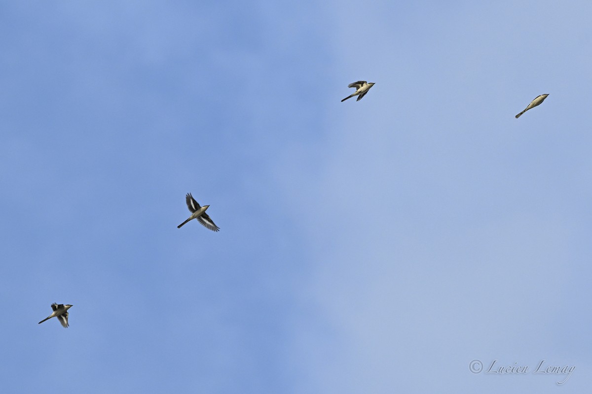 Ashy Minivet - ML645704656