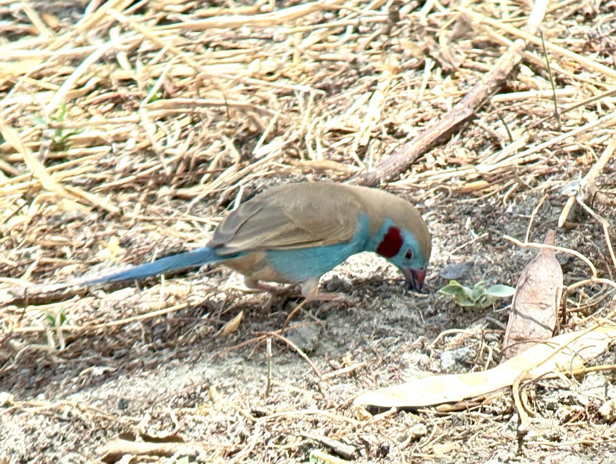 Красноухий астрильд - ML645704658