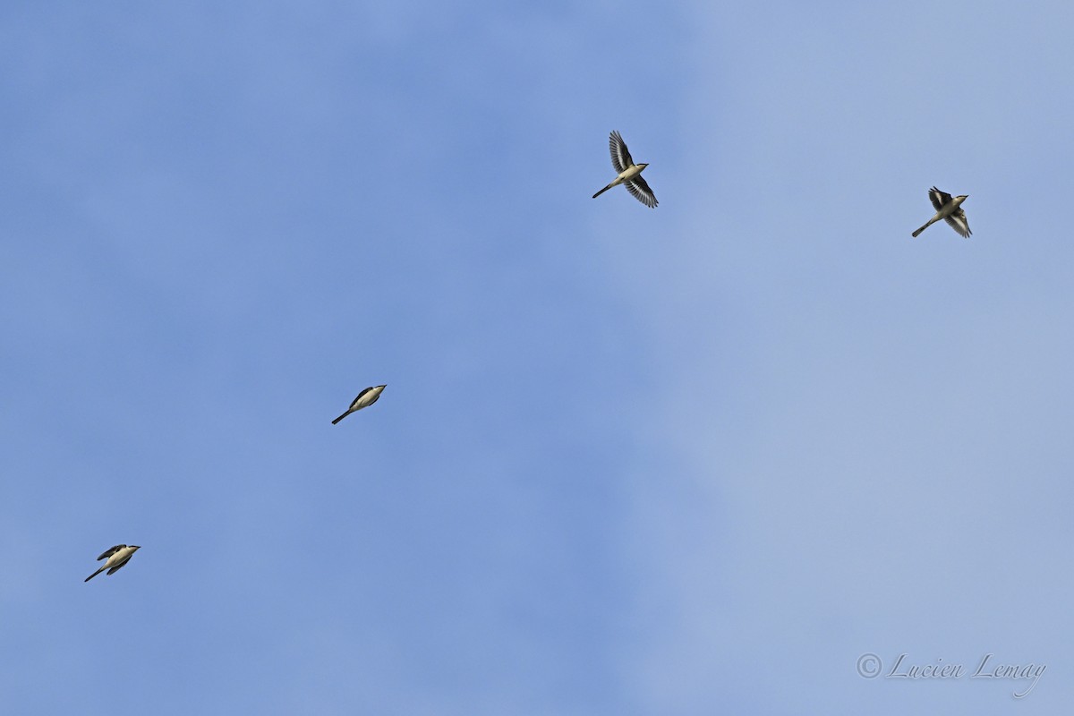 Серый личинкоед - ML645704659