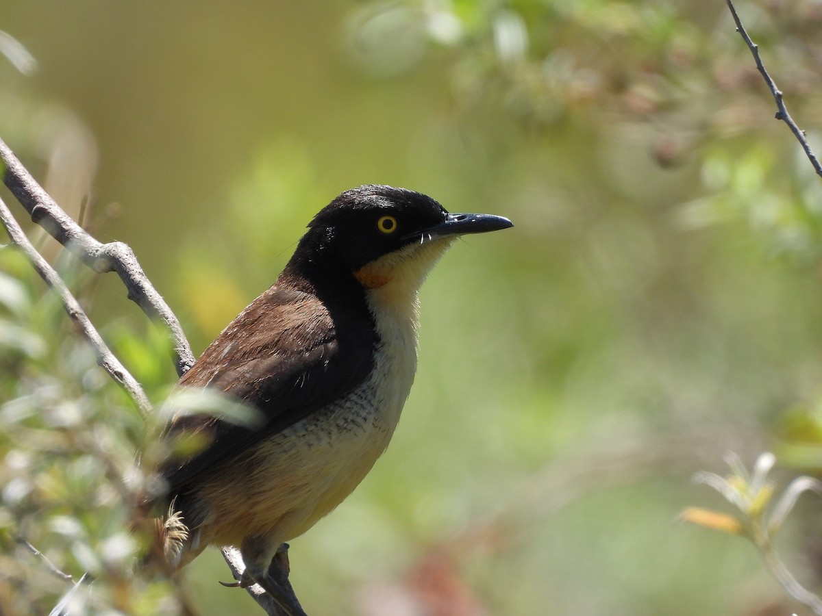 Черноголовый ангу - ML645704660