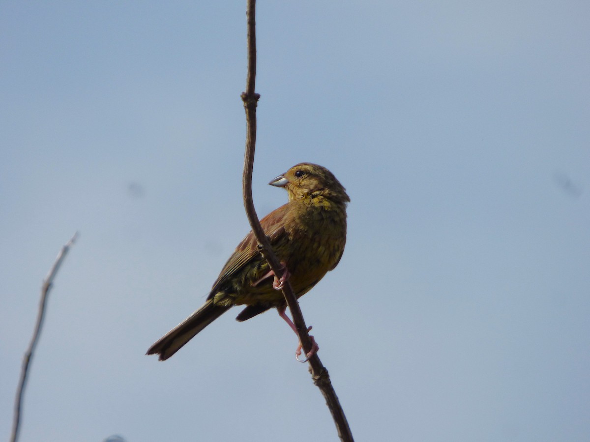 Огородная овсянка - ML645704661