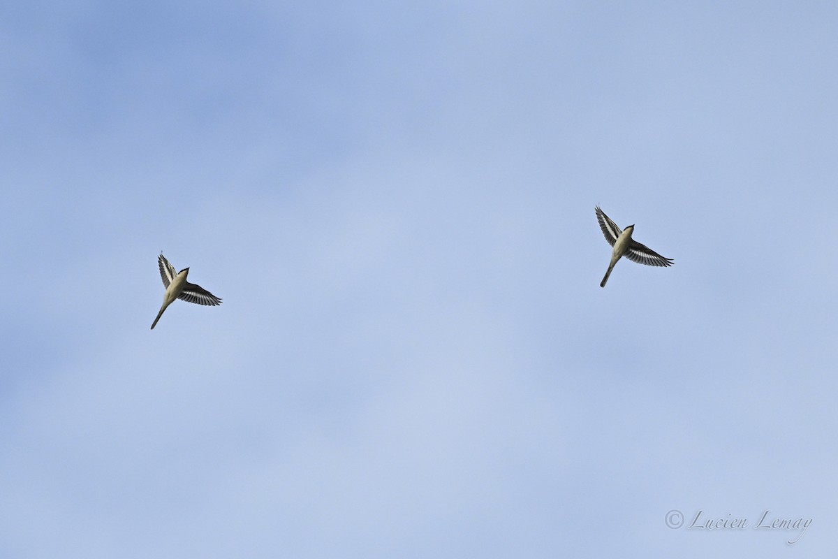 Серый личинкоед - ML645704662