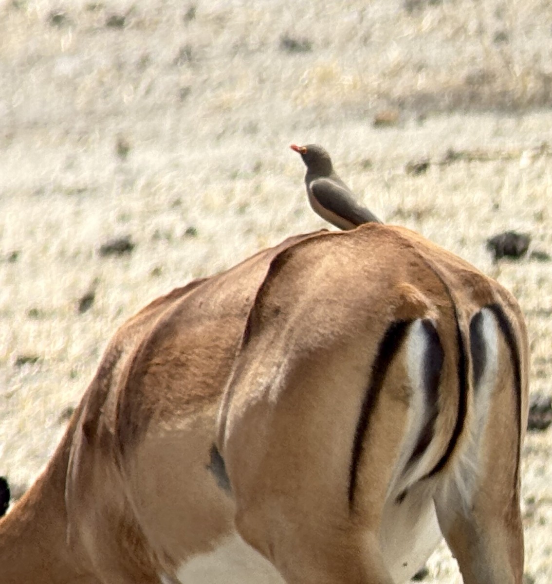 Красноклювый волоклюй - ML645704663