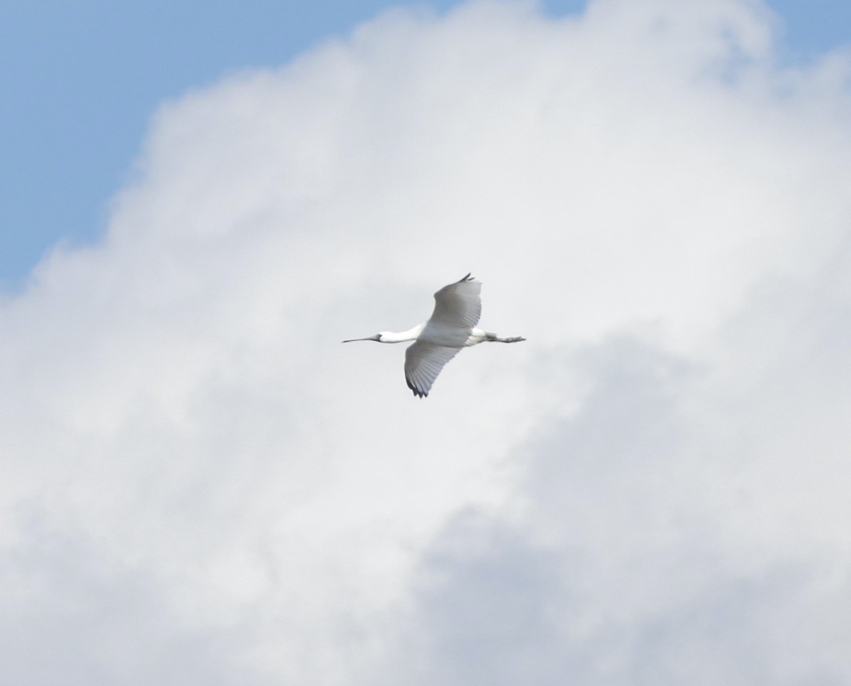 Малая колпица - ML645704664