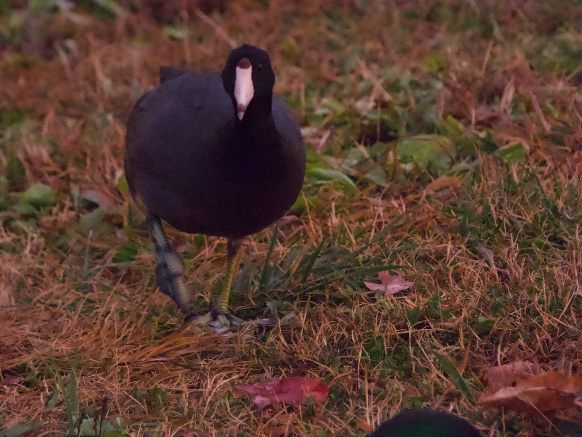 Американская лысуха - ML645704666