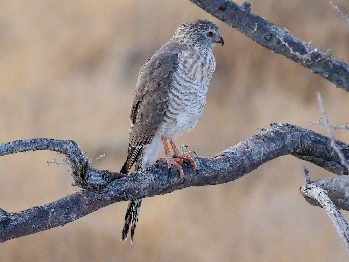 Габар - ML645704667