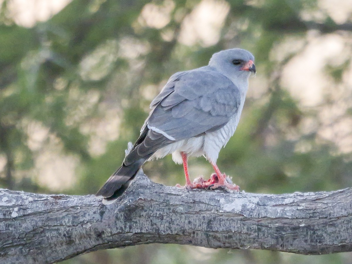 Габар - ML645704668