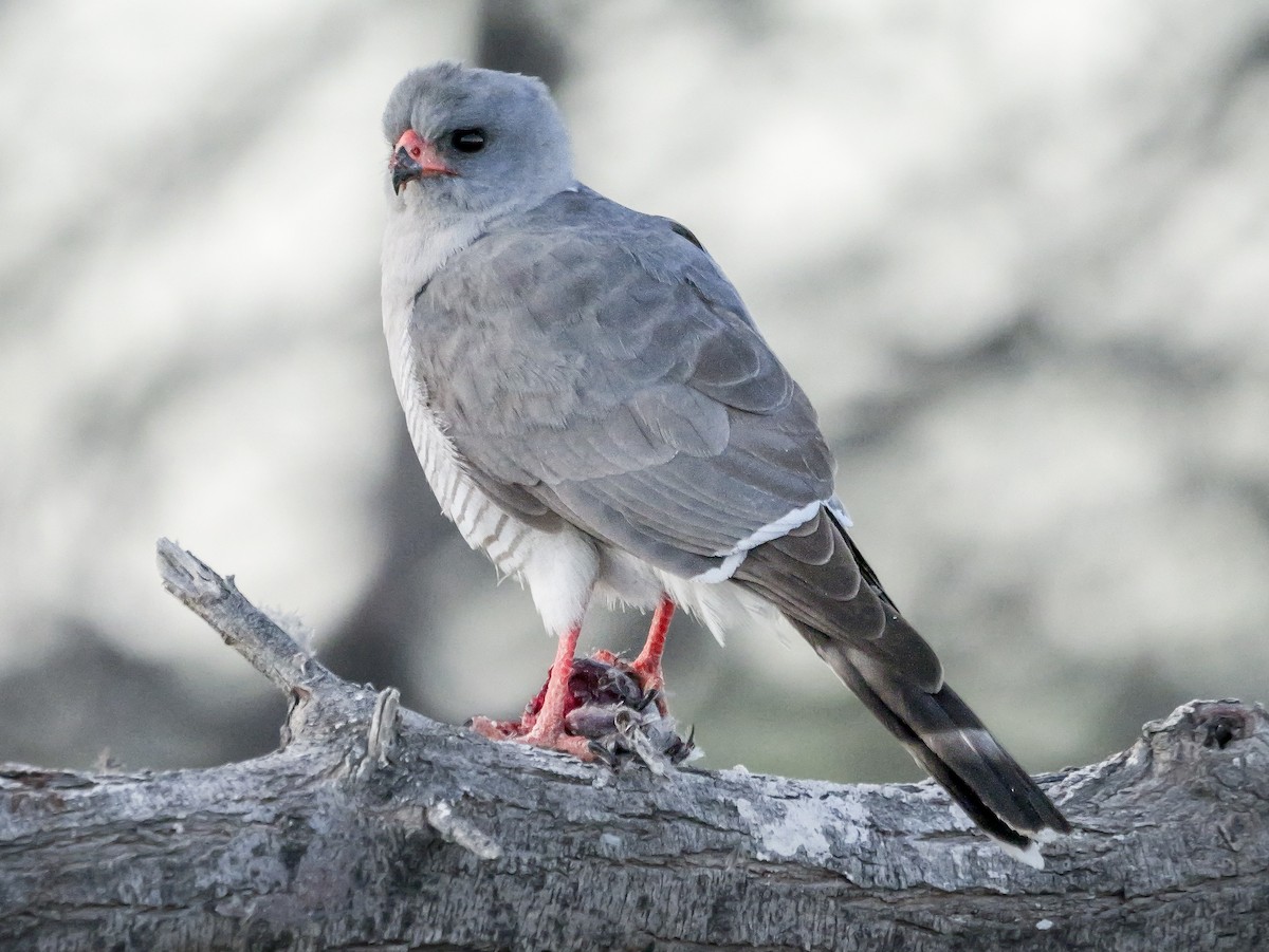 Габар - ML645704669