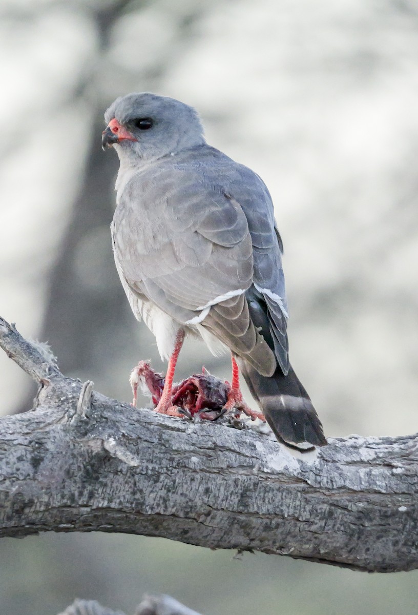 Габар - ML645704670