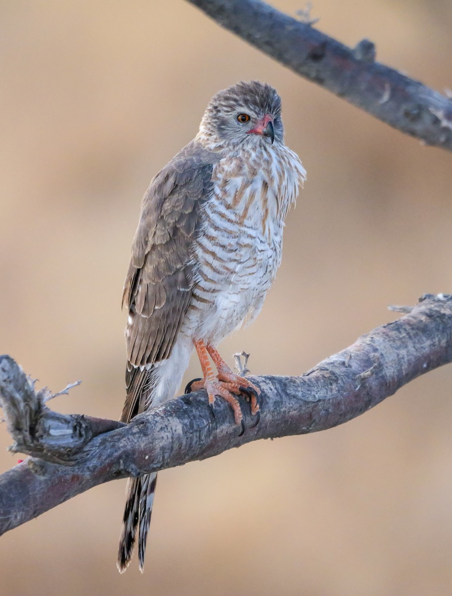 Габар - ML645704671