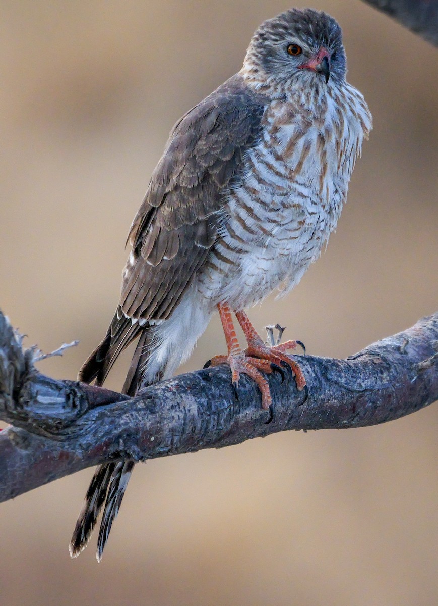 Габар - ML645704672