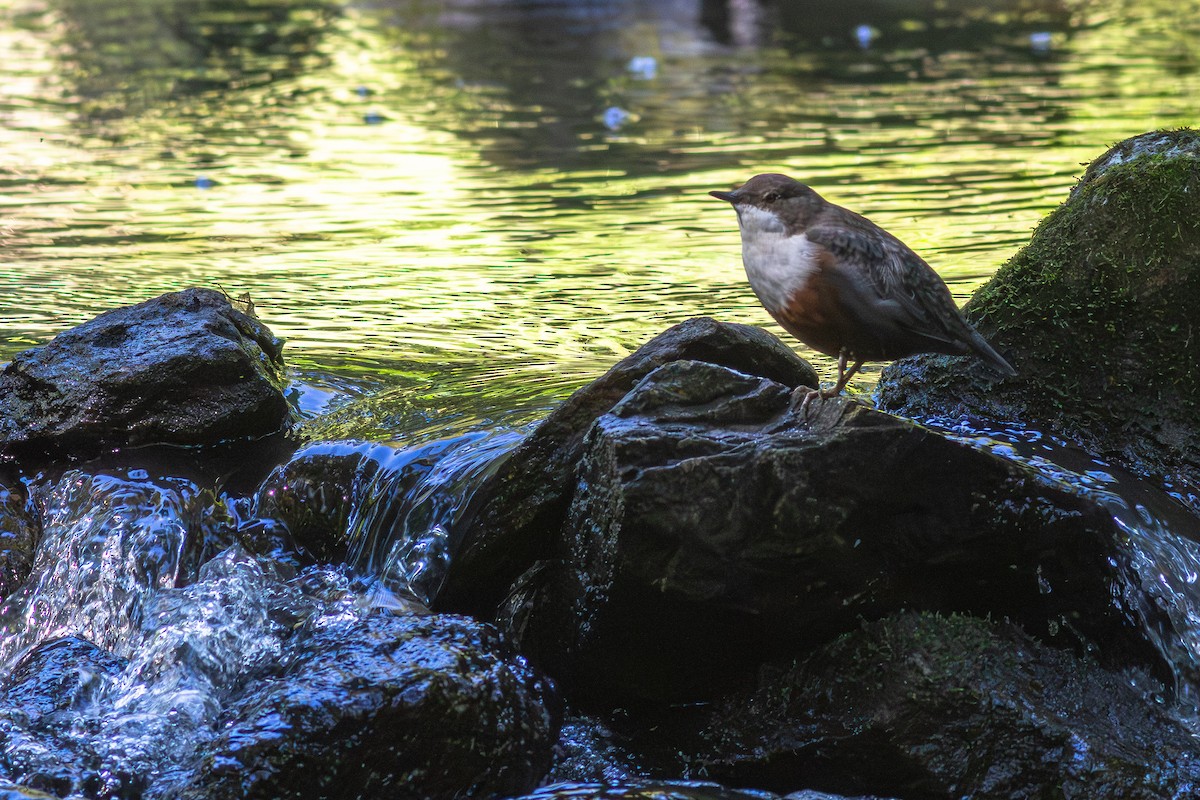 Оляпка - ML645704673