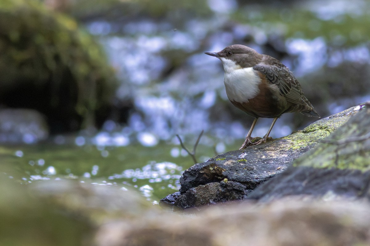 Оляпка - ML645704674