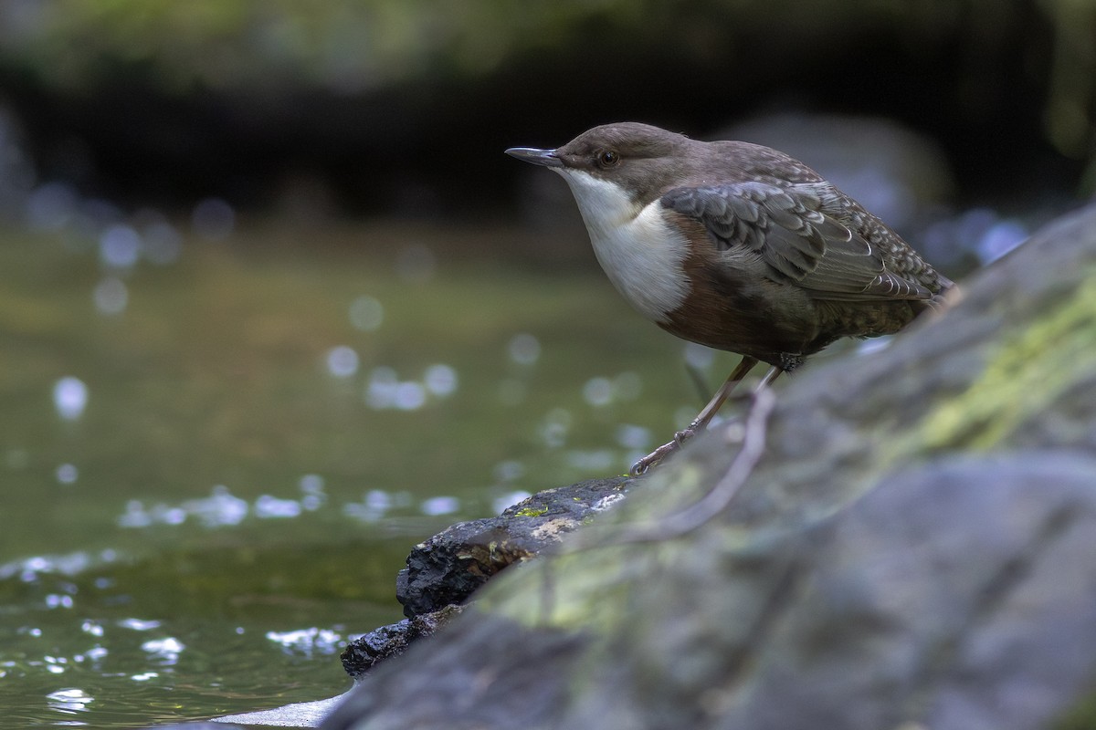 Оляпка - ML645704675